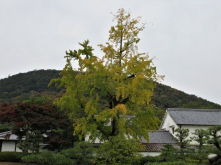 11月17日 紅葉の状況【見頃】