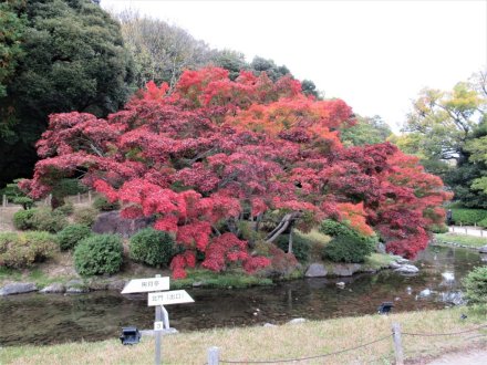 11月22日 紅葉の状況 【見頃】