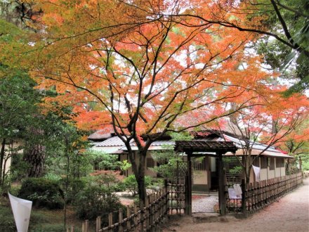 11月22日 紅葉の状況 【見頃】