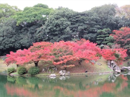 11月22日 紅葉の状況 【見頃】