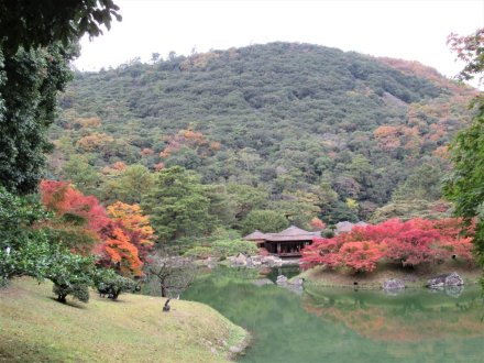 11月22日 紅葉の状況 【見頃】
