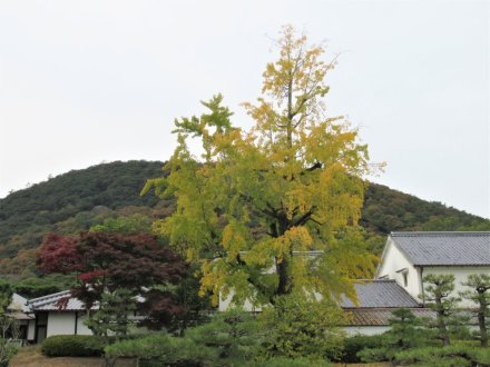 11月22日 紅葉の状況 【見頃】