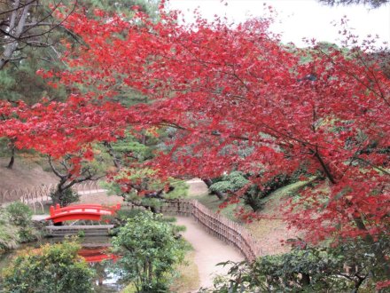 11月22日 紅葉の状況 【見頃】