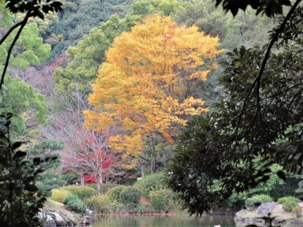 11月22日 紅葉の状況 【見頃】