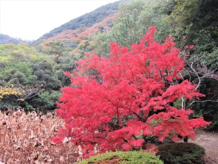 11月22日 紅葉の状況 【見頃】