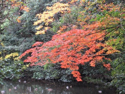11月22日 紅葉の状況 【見頃】