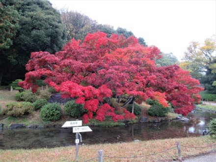 11月29日 紅葉の状況 【見頃】