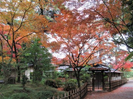11月29日 紅葉の状況 【見頃】