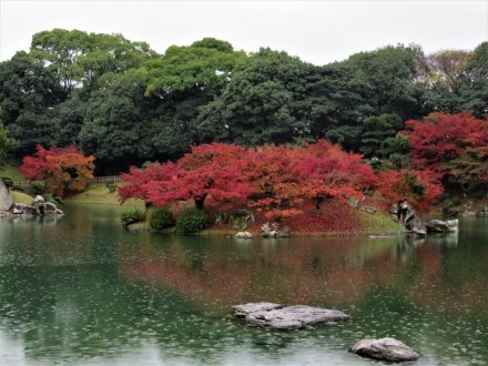 11月29日 紅葉の状況 【見頃】