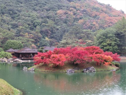 11月29日 紅葉の状況 【見頃】