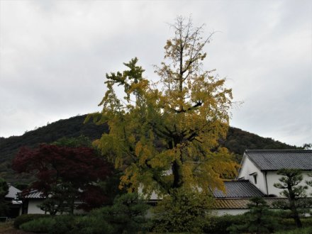 11月29日 紅葉の状況 【見頃】