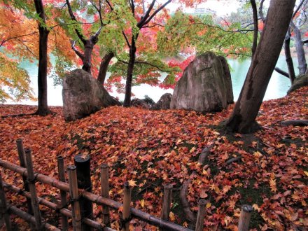 11月29日 紅葉の状況 【見頃】