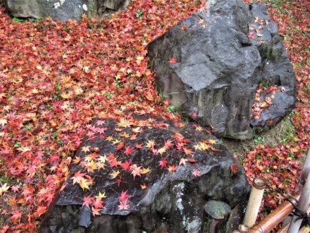 11月29日 紅葉の状況 【見頃】