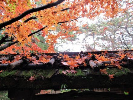11月29日 紅葉の状況 【見頃】