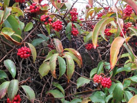 11月29日 紅葉の状況 【見頃】