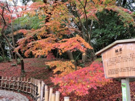 紅葉の見頃は終わりました