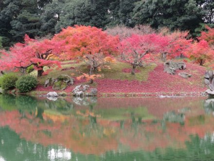 紅葉の見頃は終わりました