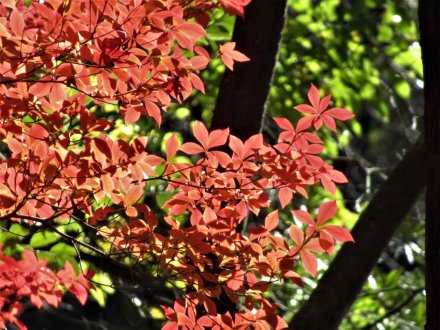 紅葉するドウダンツツジ