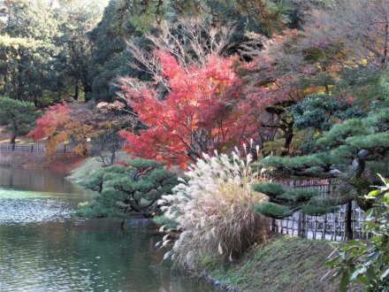 紅葉するドウダンツツジ