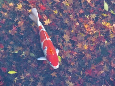 紅葉するドウダンツツジ
