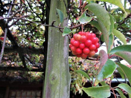 紅葉するドウダンツツジ