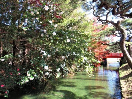 紅葉するドウダンツツジ