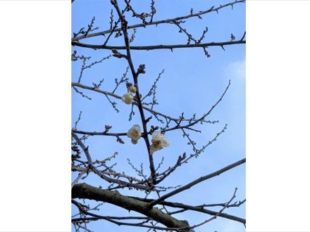 ウメが開花しました