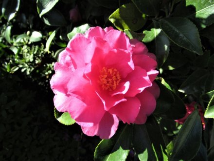 ウメが開花しました