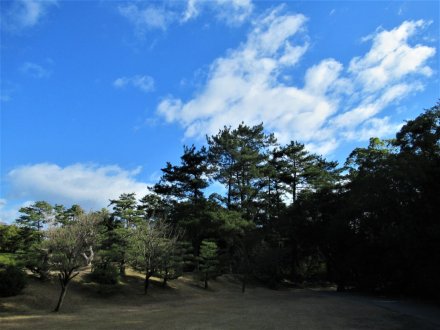 花がなくとも美しい