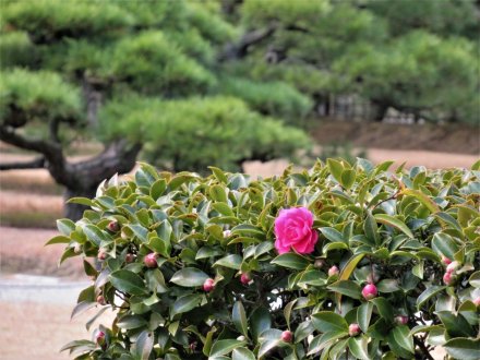 花がなくとも美しい
