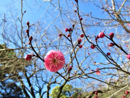 ウメが咲き始めました