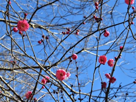 ウメが咲き始めました