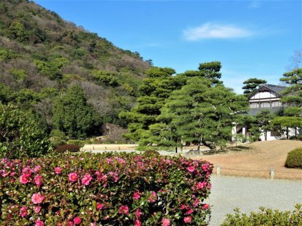 ウメが咲き始めました