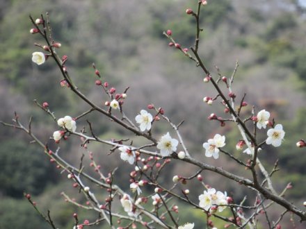 ウメの咲き具合（１月２８日）