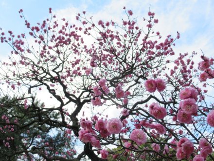 ウメの咲き具合（１月２８日）