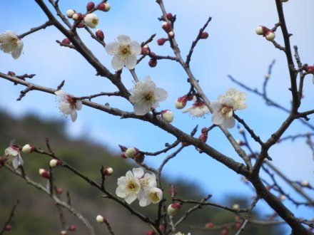 ウメの咲き具合（１月２８日）