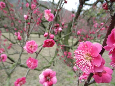 ウメの咲き具合（２月４日）