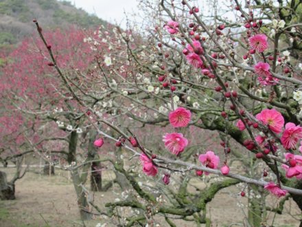 ウメの咲き具合（２月４日）