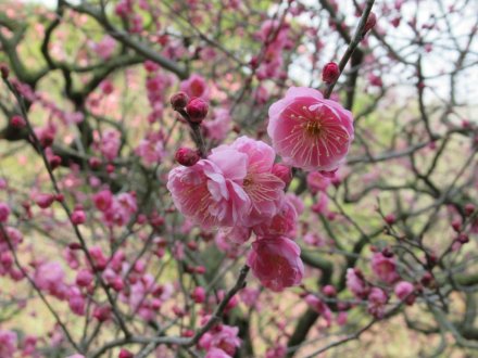 ウメの咲き具合（２月４日）