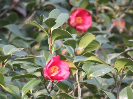 ウメの咲き具合（２月４日）