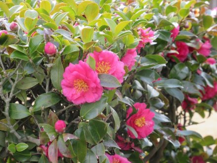 ウメの咲き具合（２月４日）