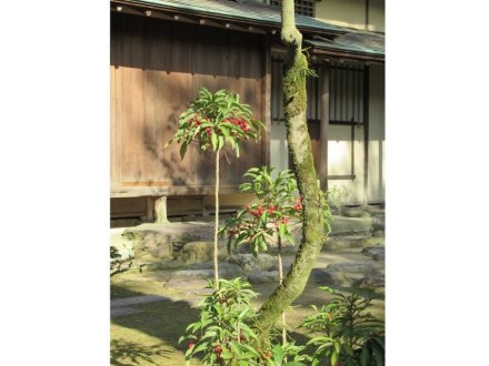 ウメの咲き具合（２月４日）