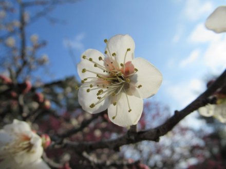 ウメが見頃です