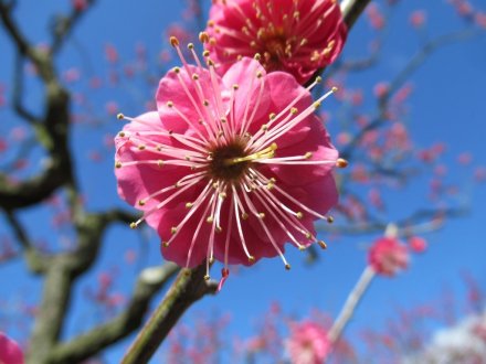 ウメが最盛期です