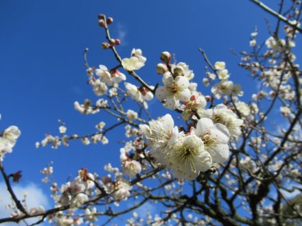 ウメが最盛期です