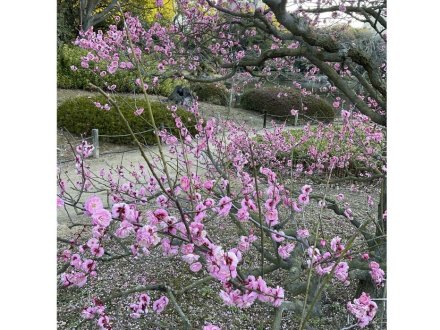 ウメが最盛期です