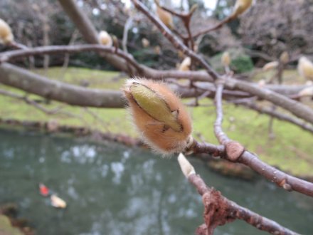 ウメは見頃が続いています
