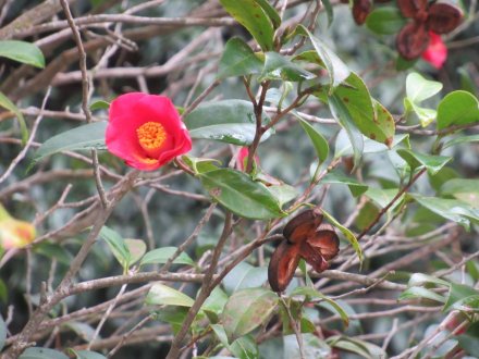 ウメは見頃が続いています