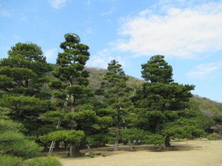 ウメは見頃が続いています