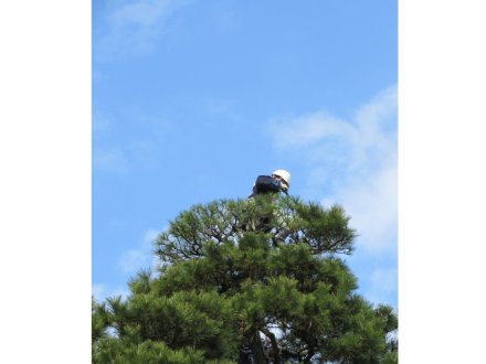 ウメは見頃が続いています